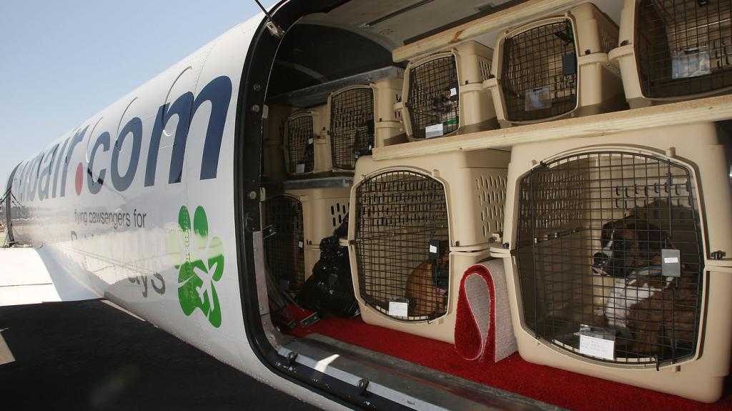 Как перевозить кота в самолете по россии