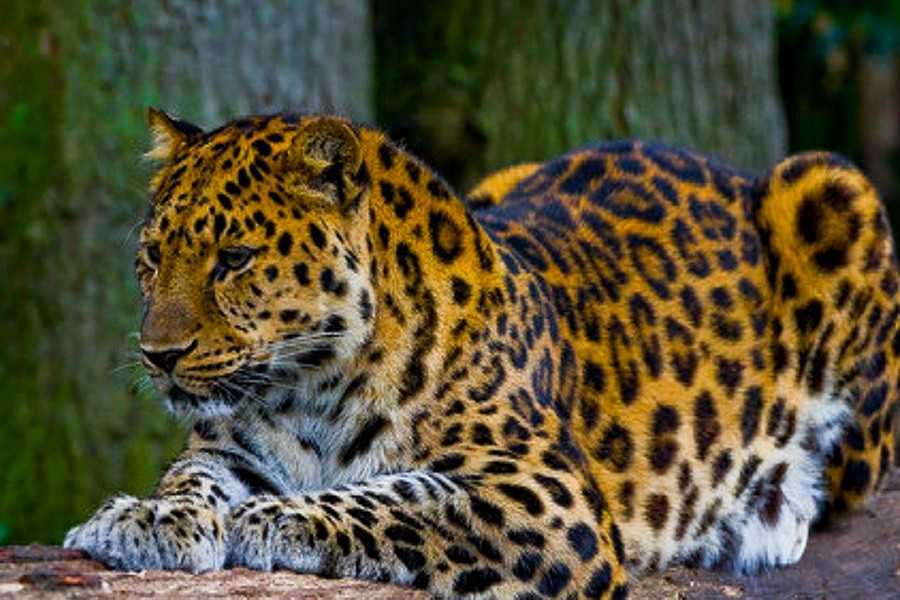 Дальневосточный леопард в заповеднике 