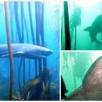 Акулы в Тайланде: среда обитания, истории нападения на людей, безопасность на пляже и способы избежать опасности