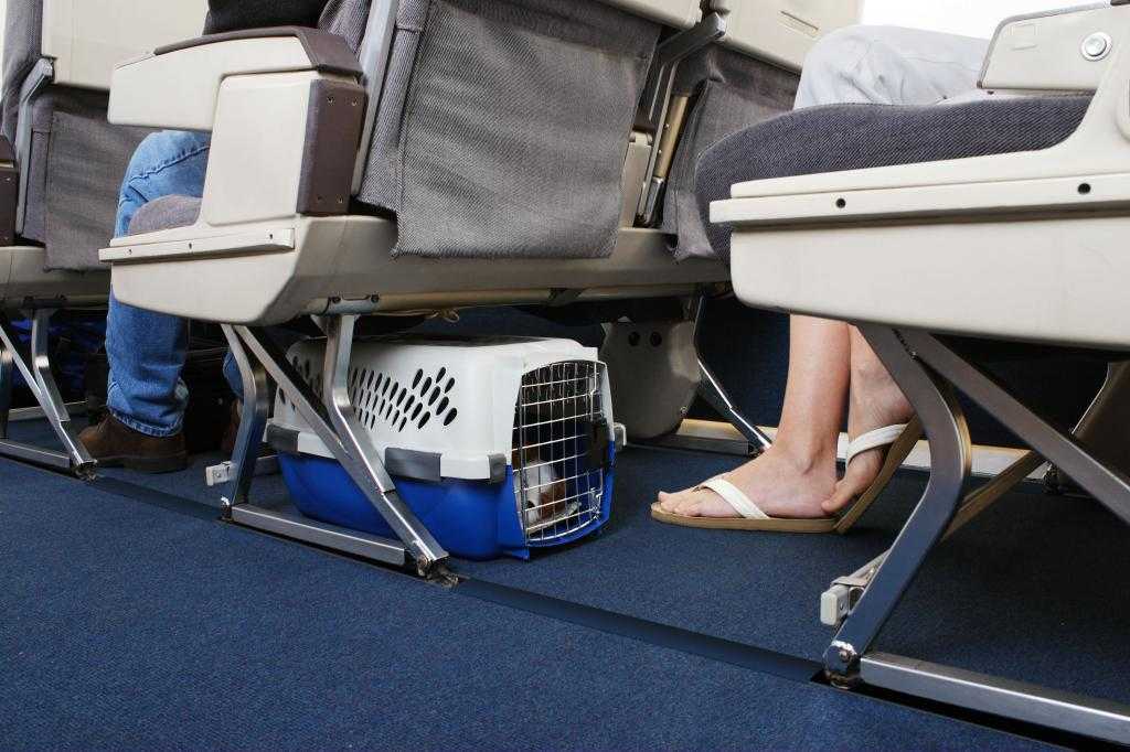 Правила перевозки кота в самолете