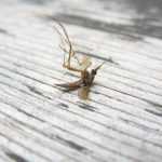 ❶ Как защититься от комаров на природе