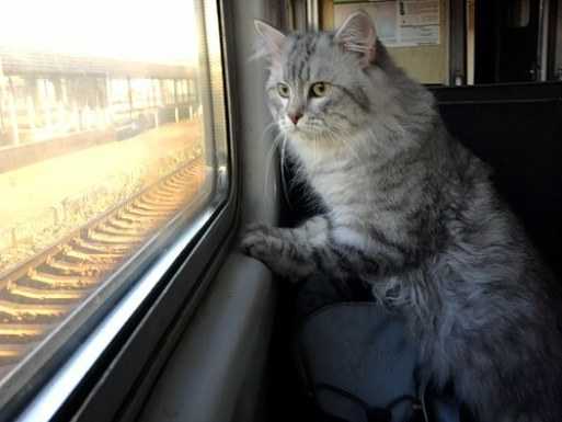 Какие нужны документы для перевозки кошек в поезде