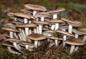 Как распознать ядовитый гриб
