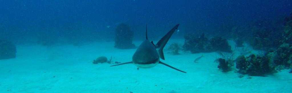 акула напала на туриста в тайланде