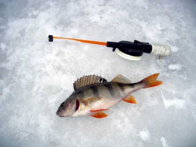 Как выбрать эхолот для зимней рыбалки