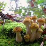 ❶ Как найти в лесу грибные и ягодные места
