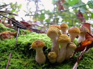 ❶ Как найти в лесу грибные и ягодные места