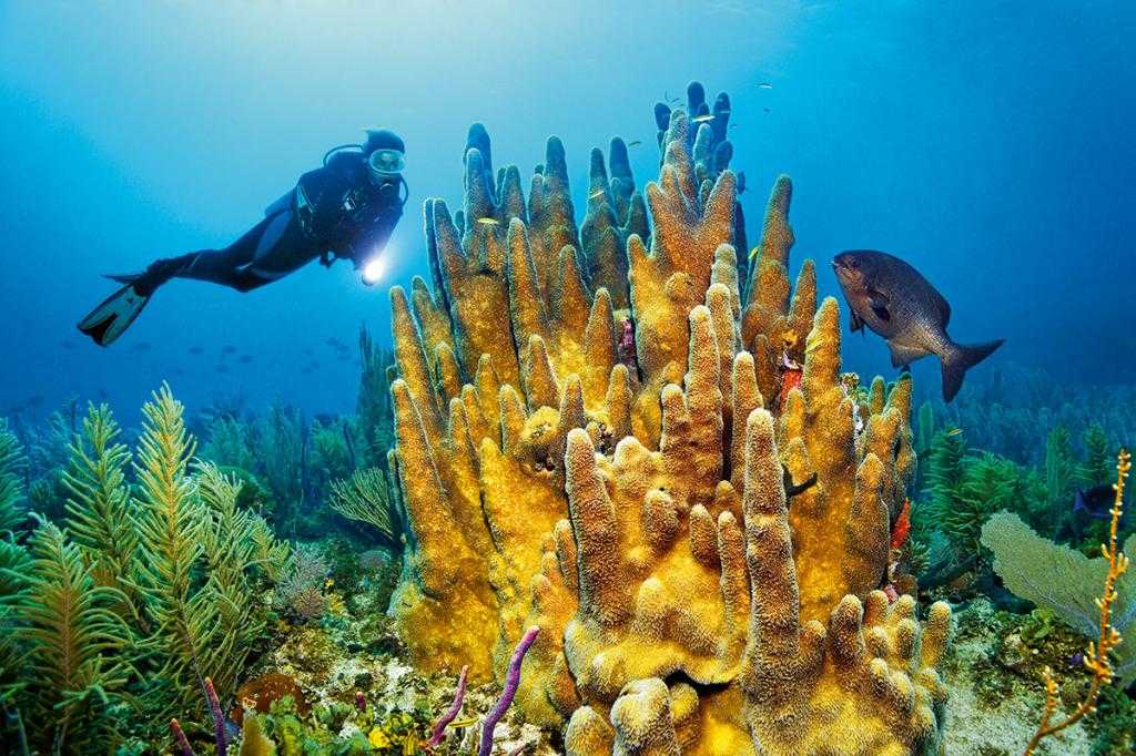 подводный мир у берегов Кубы