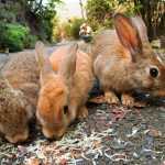 Остров кроликов в Японии: описание, история, фото