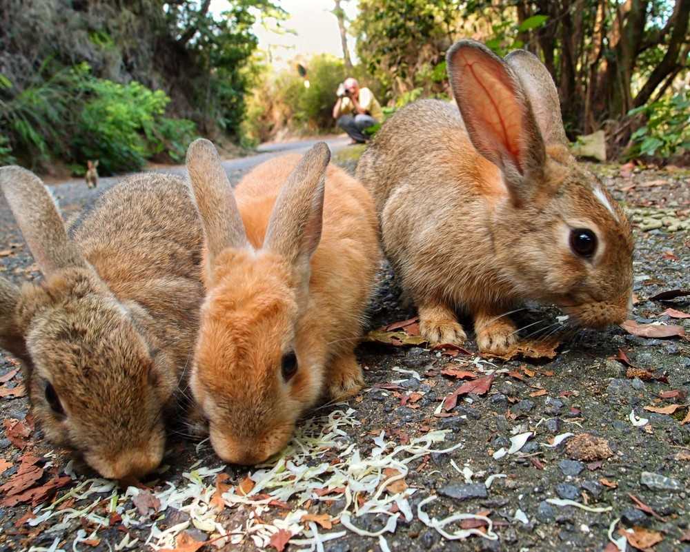 жители Острова кроликов