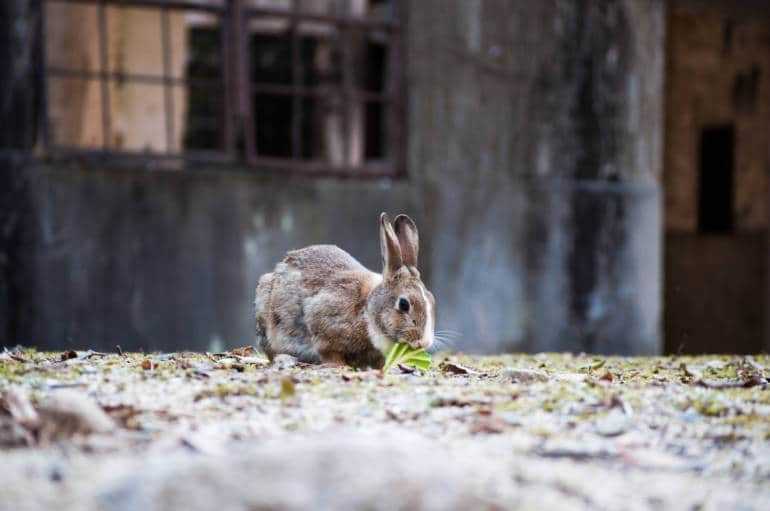 Онукосима - японский остров с кроликами