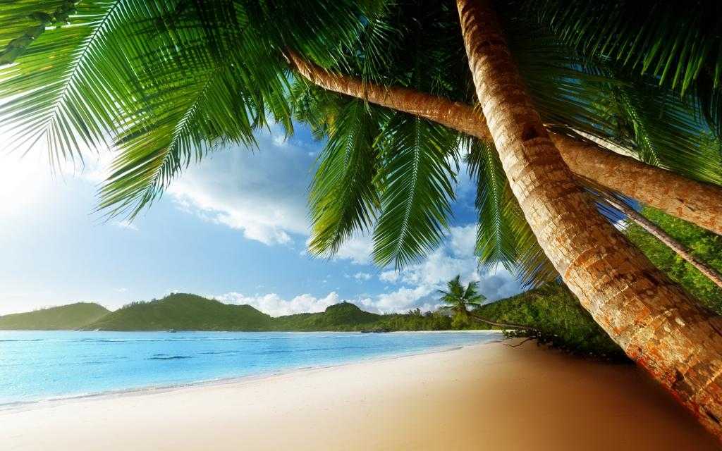 Пляж с чудесными пальмами