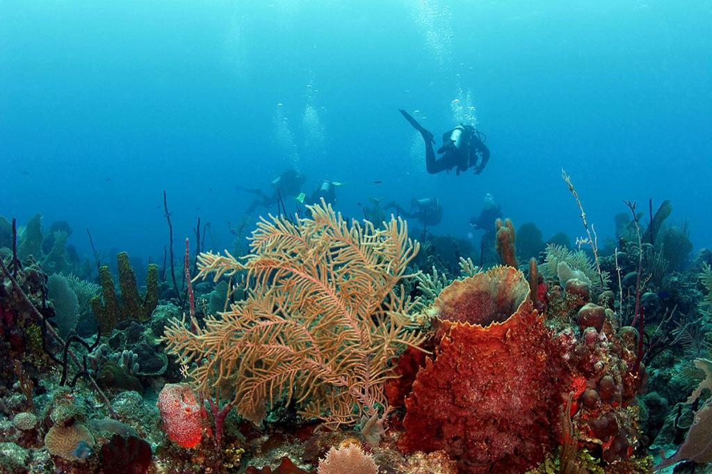 Подводный мир в Пунта-Кане