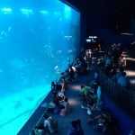Океанариум в Сингапуре: фото с описанием, общая информация, советы перед посещением