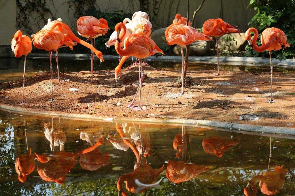 Прекрасные фламинго